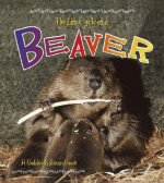 Beaver