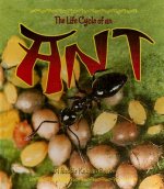 Ant