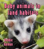 Baby Animals in Land Habitats