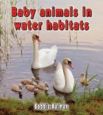 Baby Animals in Water Habitats