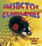Insectos Comunes