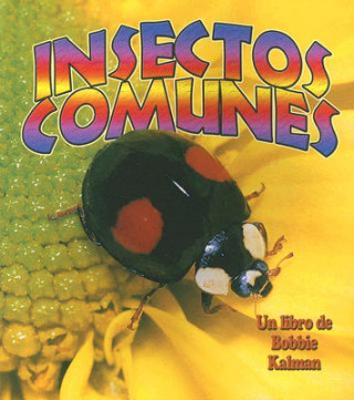 Insectos Comunes