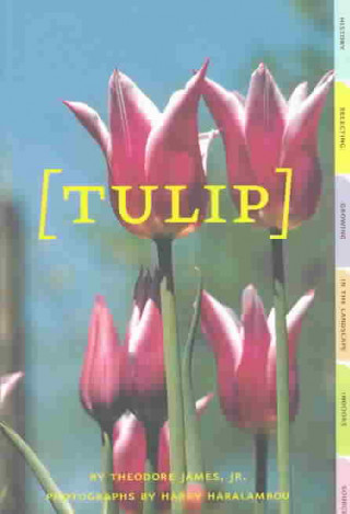 Tulip