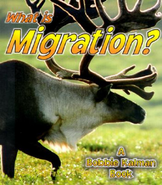 What Is Migration?