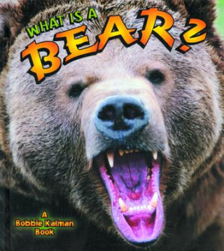 What Is a Bear?