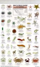 California Coastal Invertebrates