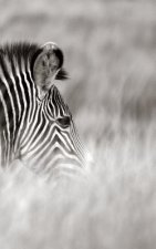 Alive! zebra stripes - Black and white - Photo Art Notebooks (5 x 8 series)