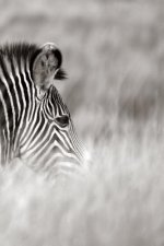 Alive! zebra stripes - Black and white - Photo Art Notebooks (6 x 9 series)