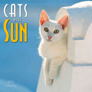 Cats in the Sun Calendar