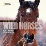 Face to Face With Wild Horses