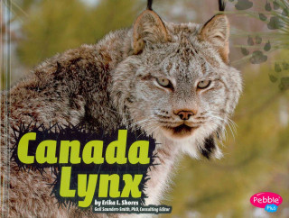 Canada Lynx