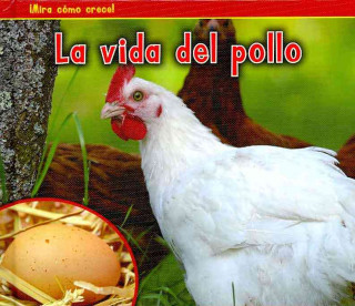 La Vida del Pollo = The Life of a Chicken