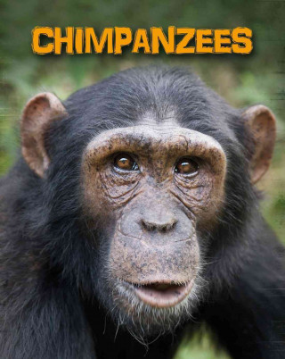 Chimpanzees