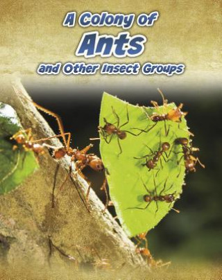 A Colony of Ants: And Other Insect Groups