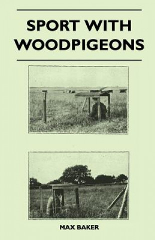 Sport With Woodpigeons