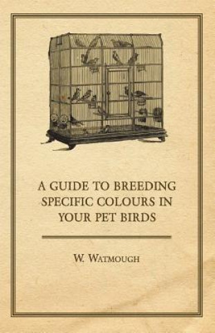 Guide to Breeding Specific Colours in Your Pet Birds