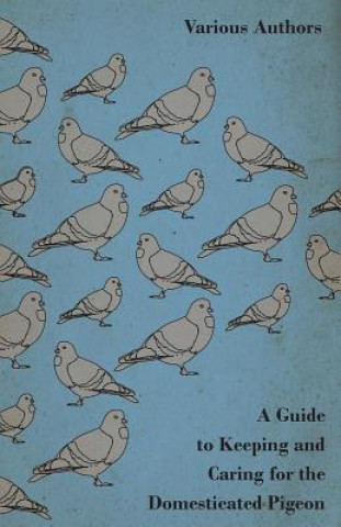 Guide to Keeping and Caring for the Domesticated Pigeon