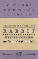 The Havana and Havana-Rex Rabbit