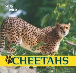 Cheetahs