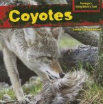 Coyotes