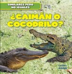 Caiman O Cocodrilo? (Alligator or Crocodile?)