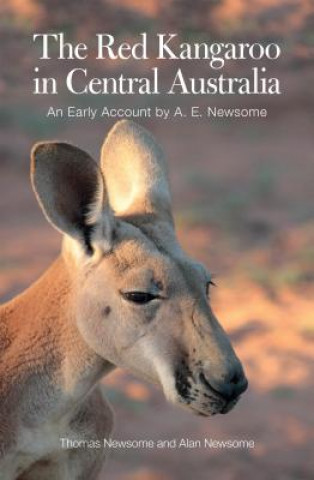Red Kangaroo in Central Australia