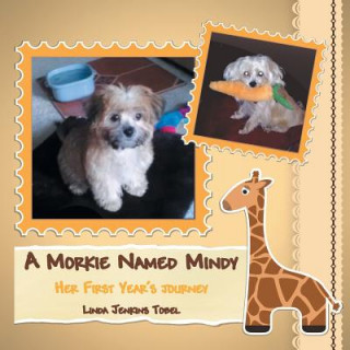 Morkie Named Mindy