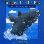 Tangled in the Bay: The Story of a Baby Right Whale