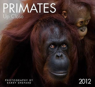 Primates Up Close