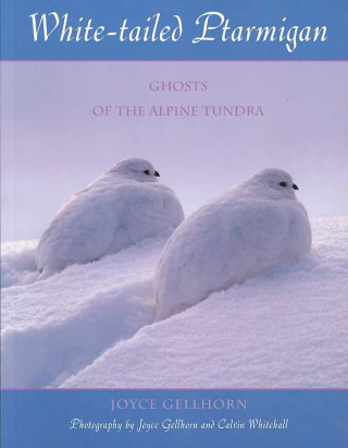 White-Tailed Ptarmigan: Ghosts of the Alpine Tundra