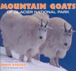 Mountain Goats of Glacier National Park