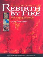 Yellowstone's Rebirth by Fire: Rising from the Ashes of the 1988 Wildfires