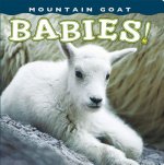 Mountain Goat Babies!