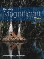 Florida's Magnificent Water