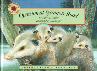 Opossum at Sycamore Road