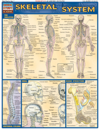 Skeletal System Laminate Reference Chart