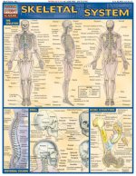 Skeletal System Laminate Reference Chart