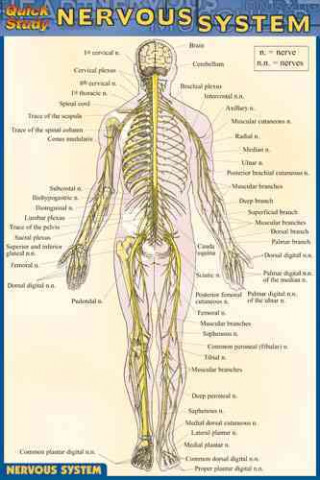 Nervous System