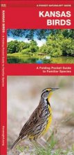 Kansas Birds: A Folding Pocket Guide to Familiar Species