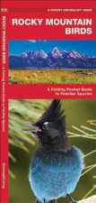 Rocky Mountain Birds: An Introduction to Familiar Species
