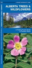 Alberta Trees & Wildflowers: An Introduction to Familiar Species