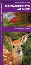 Massachusetts Wildlife: An Introduction to Familiar Species
