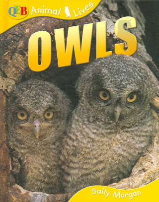 Owls