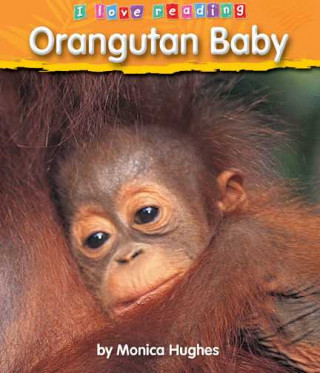 Orangutan Baby