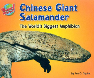 Chinese Giant Salamander: The World's Biggest Amphibian