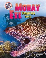 Moray Eel: Dangerous Teeth