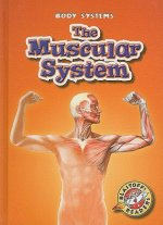 The Muscular System