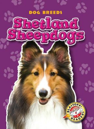 Shetland Sheepdogs