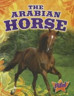 The Arabian Horse