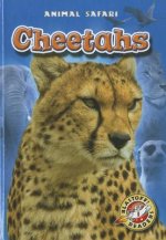 Cheetahs